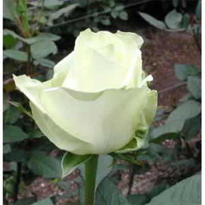 Роза "Аваланч"(Avalanche)